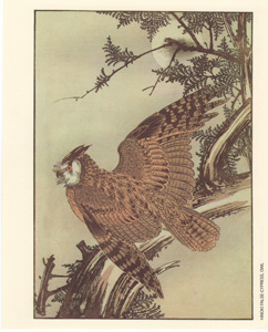 HINOKI FALSE-CYPRESS, OWL